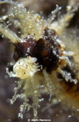 Pygmy  horsepipe  portrait by Adolfo Maciocco 